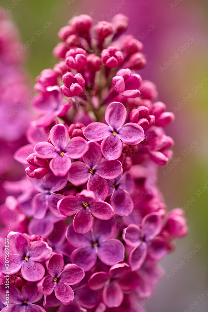 Close up view of vibrant juicy lilac flowers in spring Close up view of vibrant juicy lilac flowers in spring