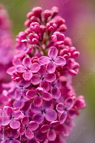 Close up view of vibrant juicy lilac flowers in spring 
