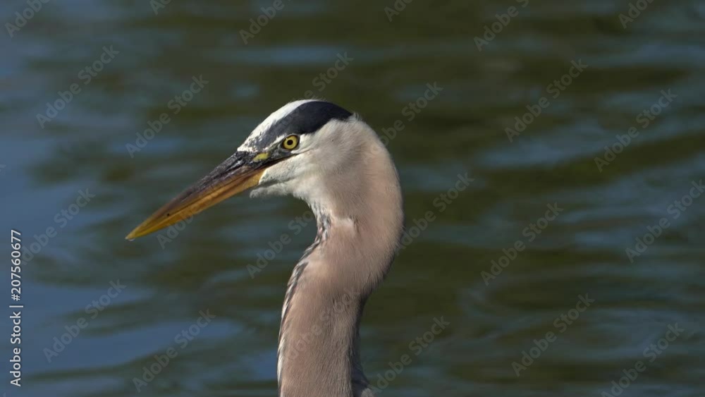 Great Blue Heron Taking a Drink, 4K 30p Great Blue Heron Taking a Drink, 4K 30p