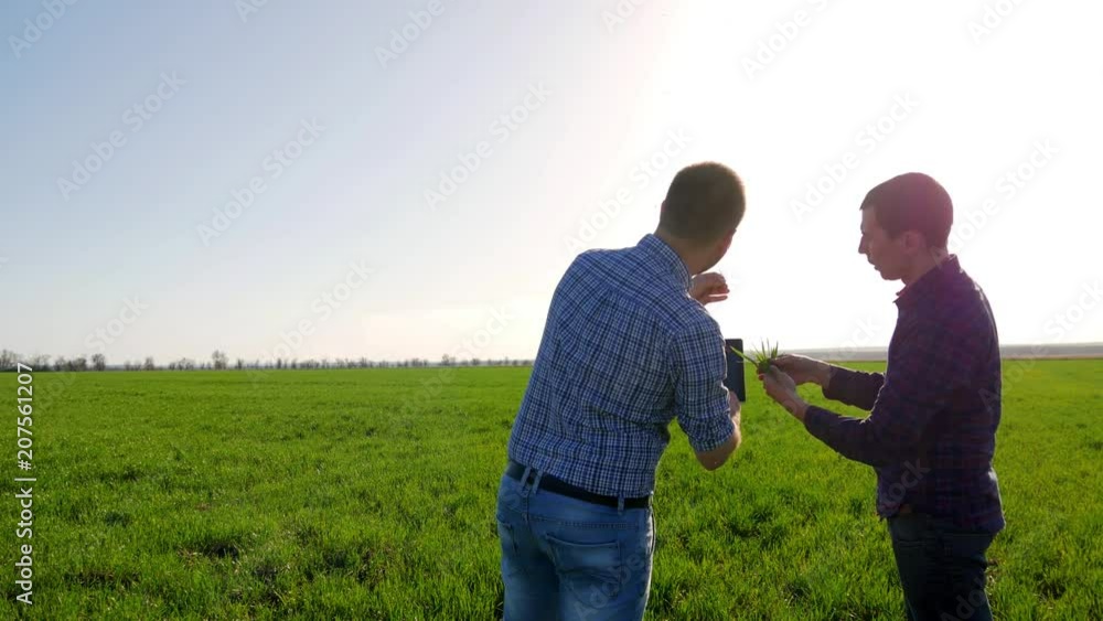 Couple of farmers in field using digital tablet. Two farmer standing in a field and looking at tablet. They are examining corp. Crop plant examined by two farmers. Couple of farmers in field using digital tablet. Two farmer standing in a field and looking at tablet. They are examining corp. Crop plant examined by two farmers.
