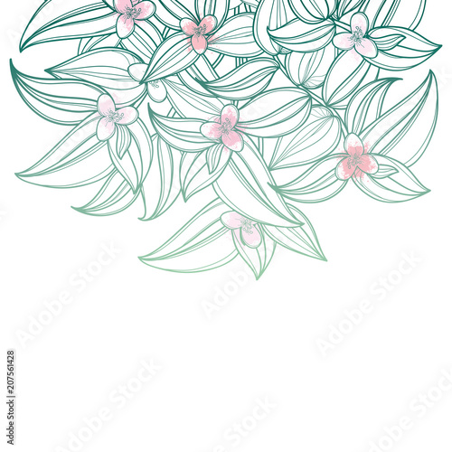 Fototapeta Naklejka Na Ścianę i Meble -  Vector bouquet with outline Tradescantia or Inch plant or Wandering Jew flower. Flower and leaf in pastel green and pink isolated on white background. Houseplant in contour style for summer design.