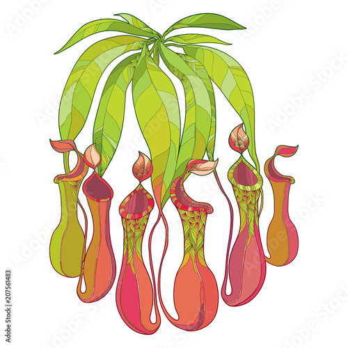 Vector drawing of outline Nepenthes or monkey-cup with open trap and green leaf isolated on white background. Carnivorous tropical pitcher plant Nepenthes in contour for botany summer design.