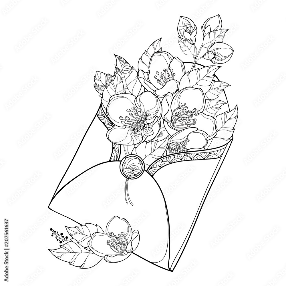 sketch contour bouquet of jasmine flowers, Sketch jasmine flower drawing,  flower cluster drawing, Easy flower coloring pages, flower coloring page  for adults, jasmine pencil drawing. 24246437 Vector Art at Vecteezy
