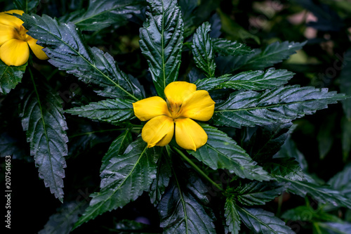 Turnera ulmifolia,yellow flower on green leaves photo