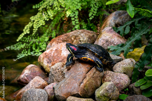 turtle on the rocks near the water