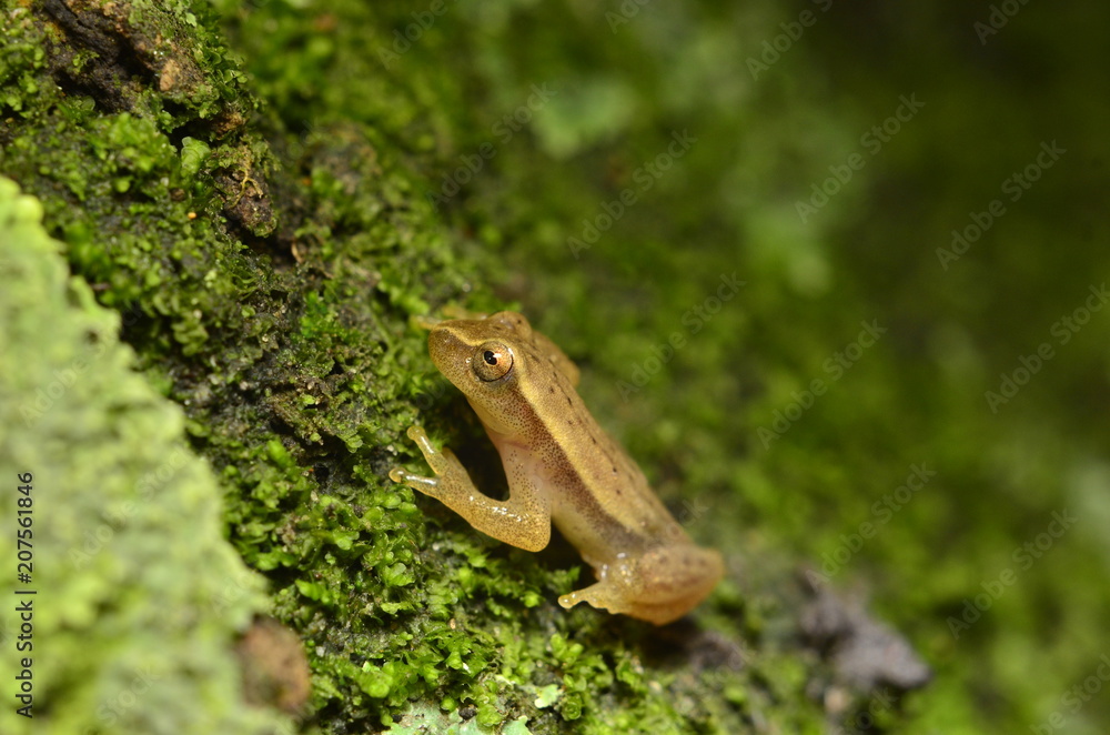 Naklejka premium anfibio