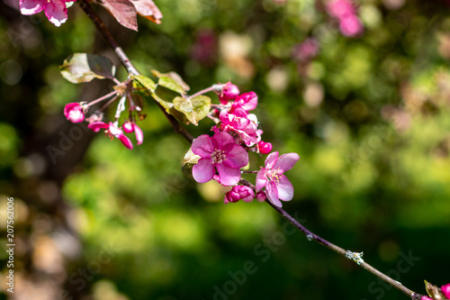 decorative apple tree with small pink flowers