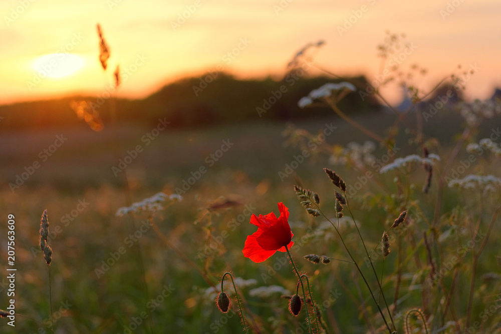 Obraz premium gros plan sur un coquelicot dans la campagne