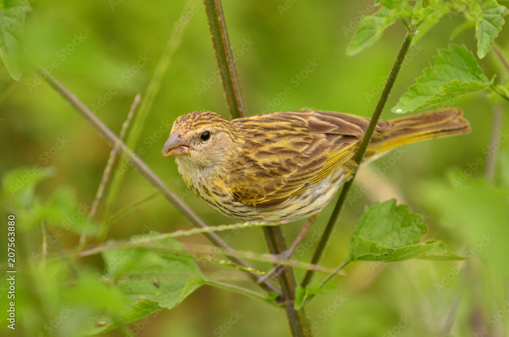aves aves