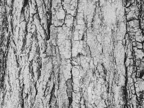 bark, close-up, background, texture