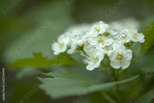 flowering branch of hawthorn with beautiful white flowers