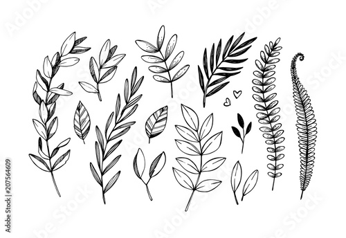 Hand drawn vector illustrations. Botanical branches of eucalyptus and fern. Floral design elements. Tattoo sketches. Perfect for weddng invitations, greeting cards, blogs, posters and more