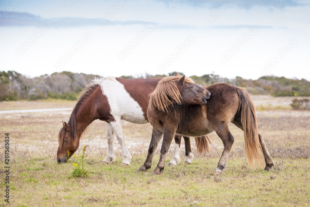 Obraz premium Two wild ponies at Assateague Island National Seashore in Maryland