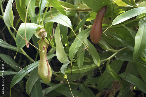 Nepenthes, A Pitfall traps, pitcher plant in the botanical garden photo
