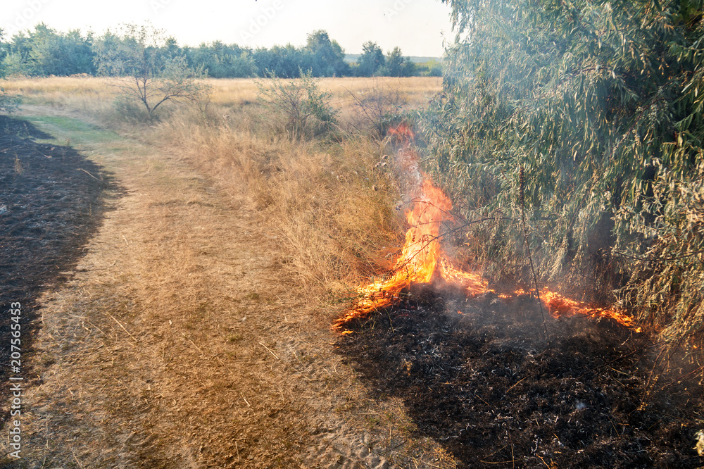 Forest wildfire. Burning field of dry grass and trees. Heavy smoke against blue sky. Wild fire due to hot windy weather in summer Forest wildfire. Burning field of dry grass and trees. Heavy smoke against blue sky. Wild fire due to hot windy weather in summer