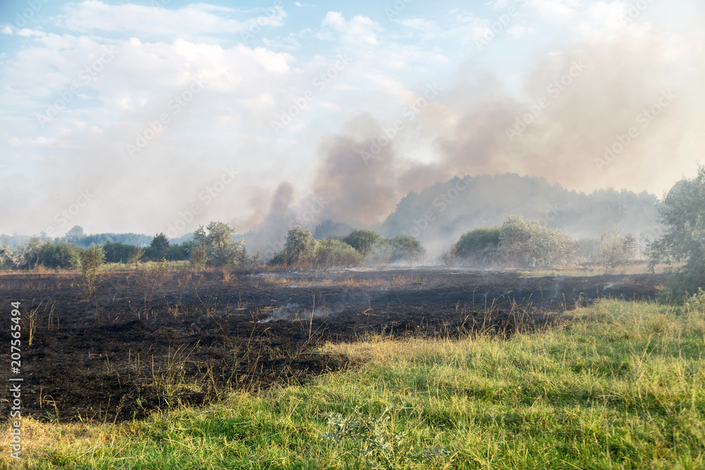 Forest wildfire. Burning field of dry grass and trees. Heavy smoke against blue sky. Wild fire due to hot windy weather in summer Forest wildfire. Burning field of dry grass and trees. Heavy smoke against blue sky. Wild fire due to hot windy weather in summer
