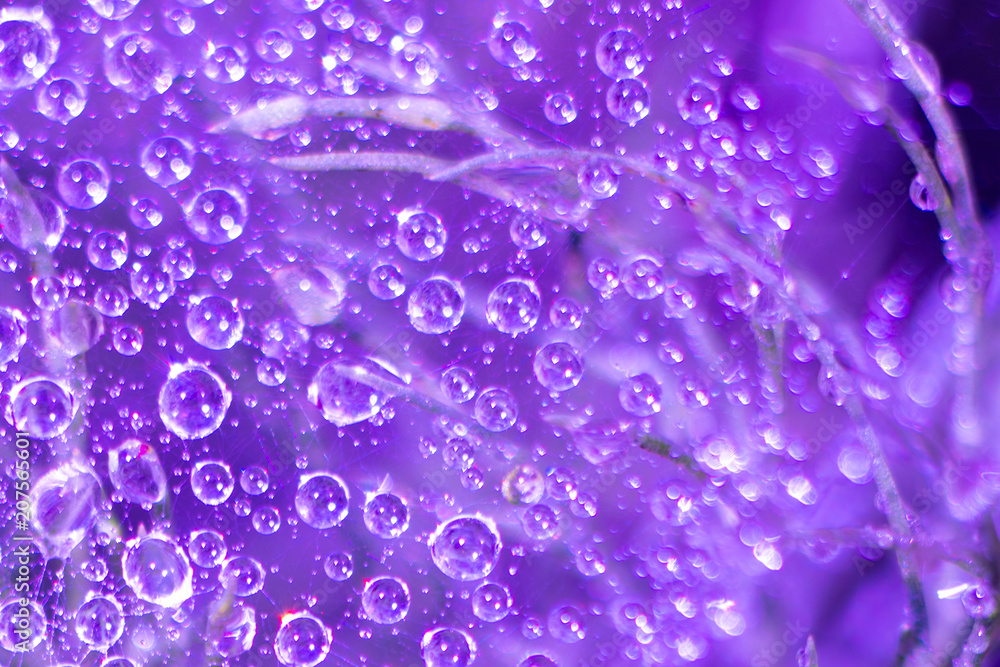 Large and small drops of water on cobweb hanging on daisy bush. Drops of dew glistened in sun. Bright colorful dreamy artistic image with space for copy. Selective focus, lens tilt shift Large and small drops of water on cobweb hanging on daisy bush. Drops of dew glistened in sun. Bright colorful dreamy artistic image with space for copy. Selective focus, lens tilt shift
