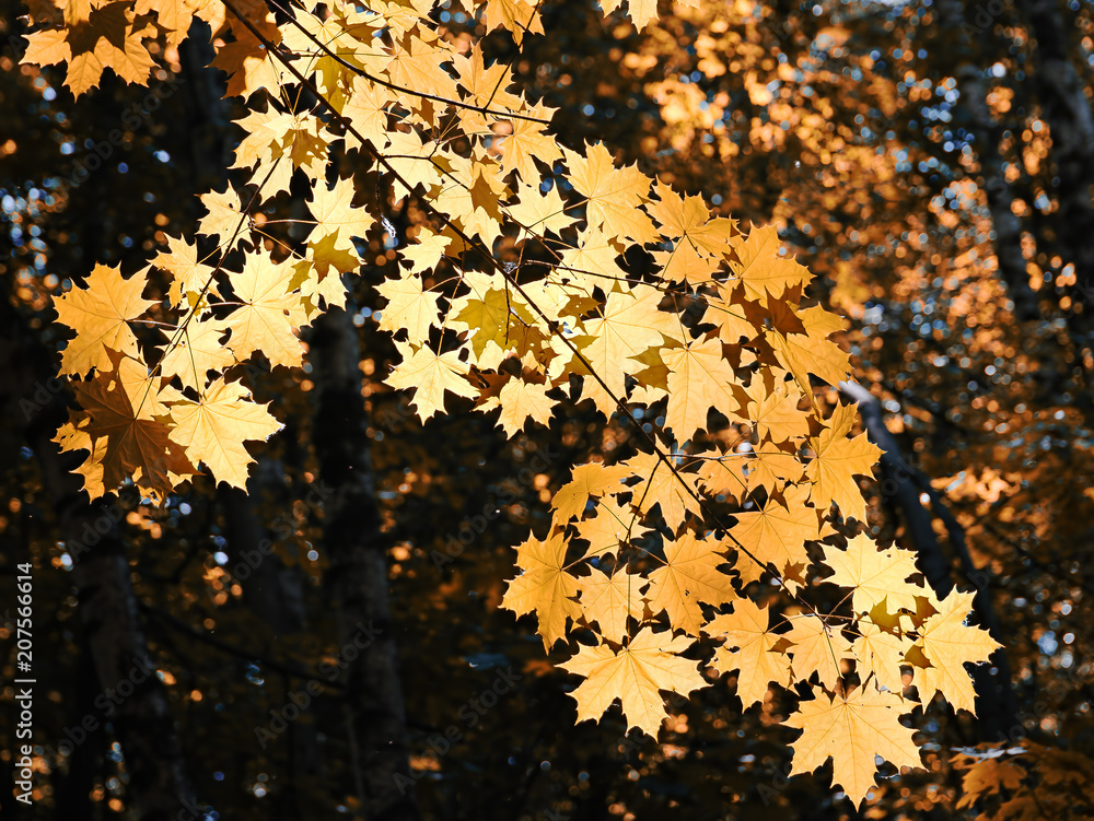 Dramatic autumn leaves bokeh background
