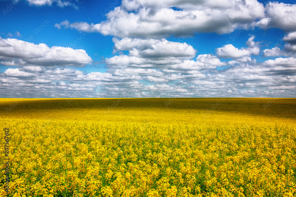 Flowering field of colza outdoors in spring. Flowering field of colza outdoors in spring.