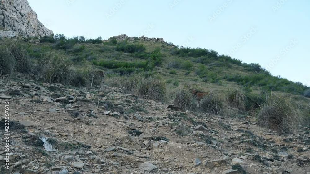 Goats on the slope of the mountain. Spain. Europe. Goats on the slope of the mountain. Spain. Europe.