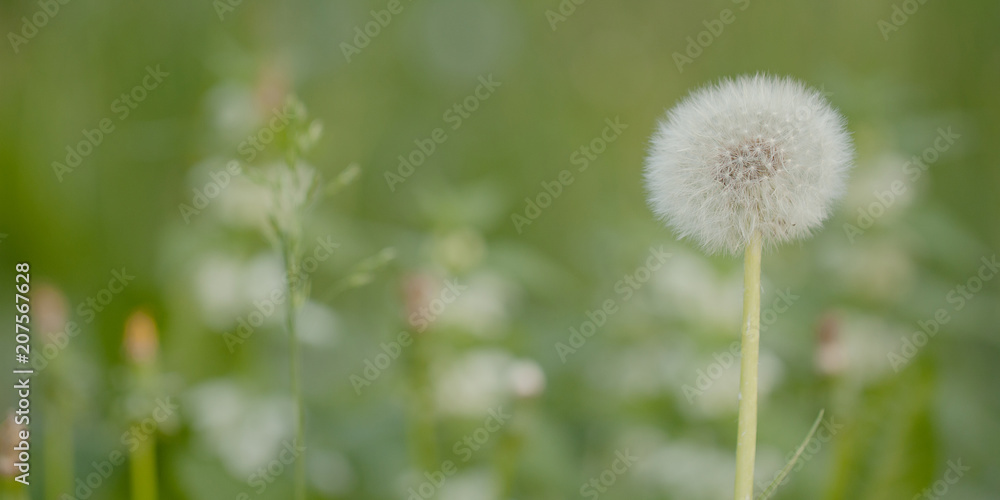 funny faded dandelion flower growing in a summer field or on a meadow funny faded dandelion flower growing in a summer field or on a meadow