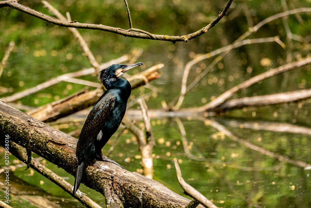 Fototapeta premium A black cormorant sitting on a tree and looking at view