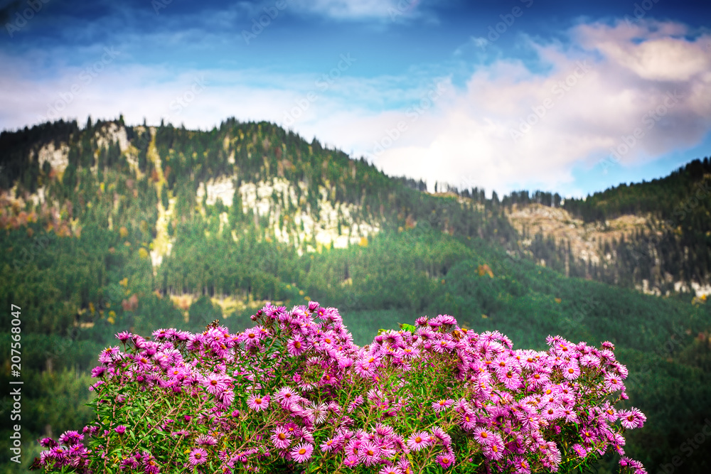 Fototapeta premium Alpine pink chrysanthemus against mountaine near Gosau village at autumn sunny day