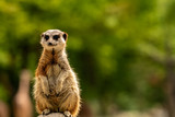 A meerkat sitting on a stone and looking at you