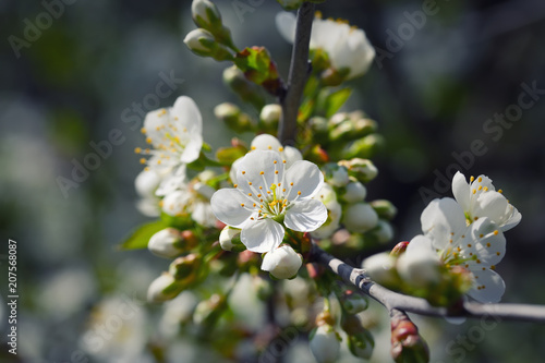 Flowers of the cherry blossoms on a spring day.