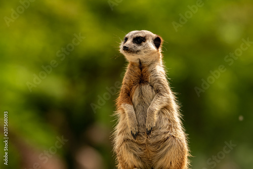 A meerkat sitting and looking at view © Deniz