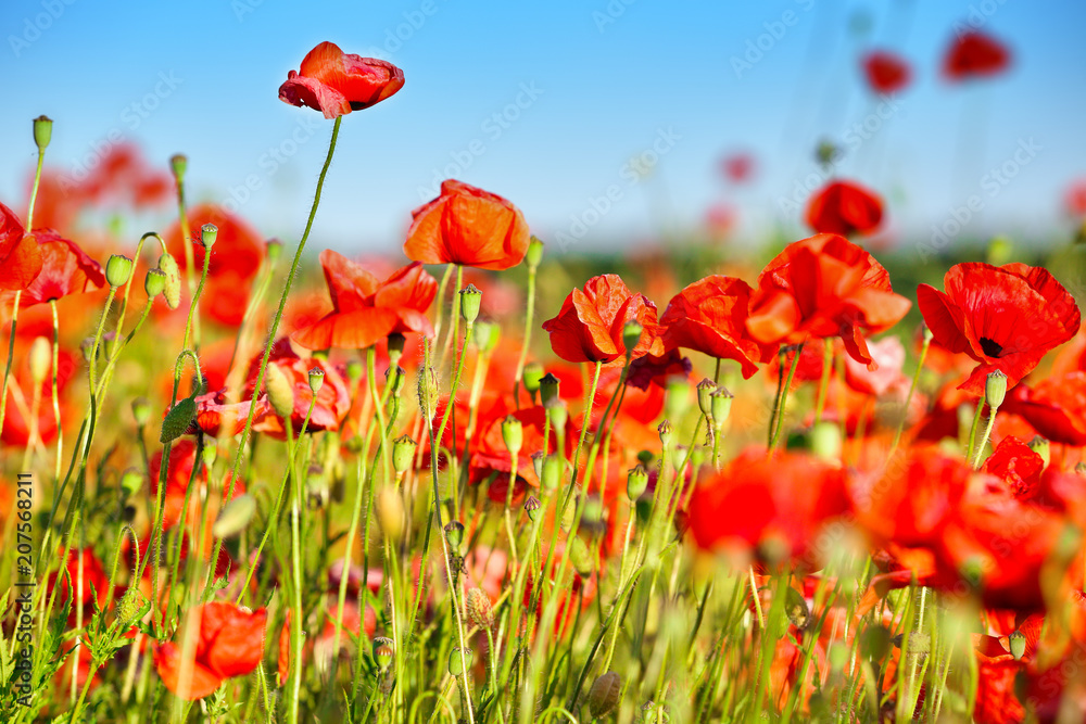 Obraz premium Sunny shoot of bright wild popies in field