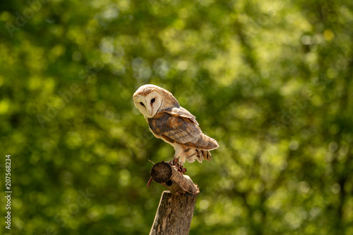 A barn owl sitting on a branch and looking down