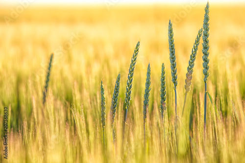 Summer background golden wheat ears in sunlight.