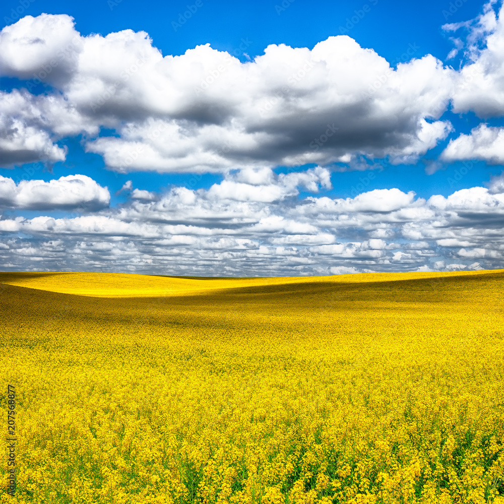 Flowering field of colza outdoors in spring