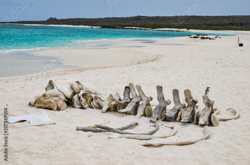 The skeleton of a whale lie on the beach at Gardner Bay, Isla Española, in the Galapagos Islands.