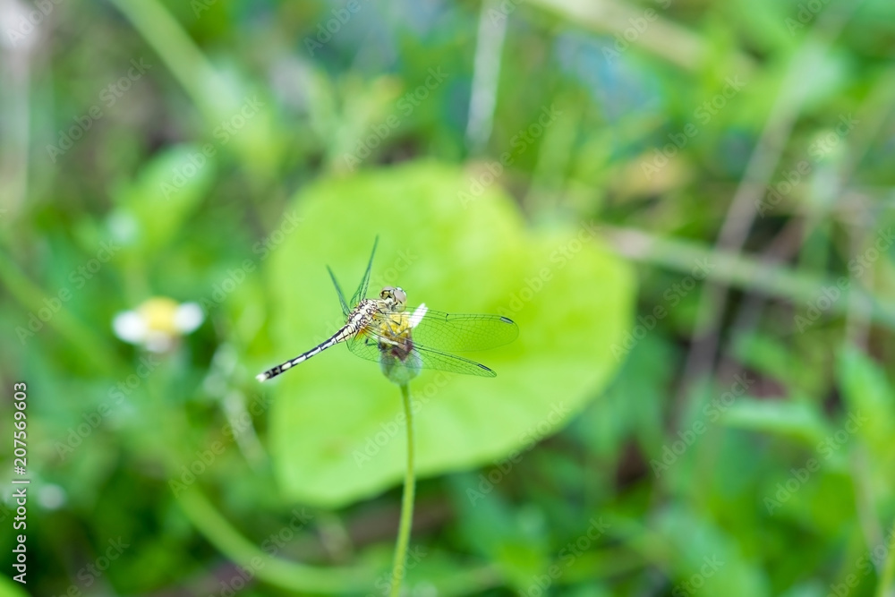 Dragonfly on a grass in the morning. Insect. Animal Dragonfly on a grass in the morning. Insect. Animal