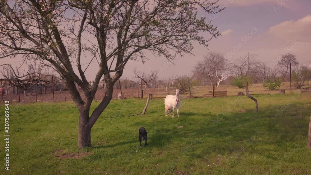 Funny puppy and goat on green meadow Funny puppy and goat on green meadow