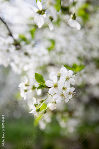 White flowers of blooming cherry tree in spring close up image