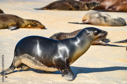 Galápagos sea lion (Zalophus wollebaeki), a species that exclusively breeds on the Galápagos Islands, on Isla Sante Fe.