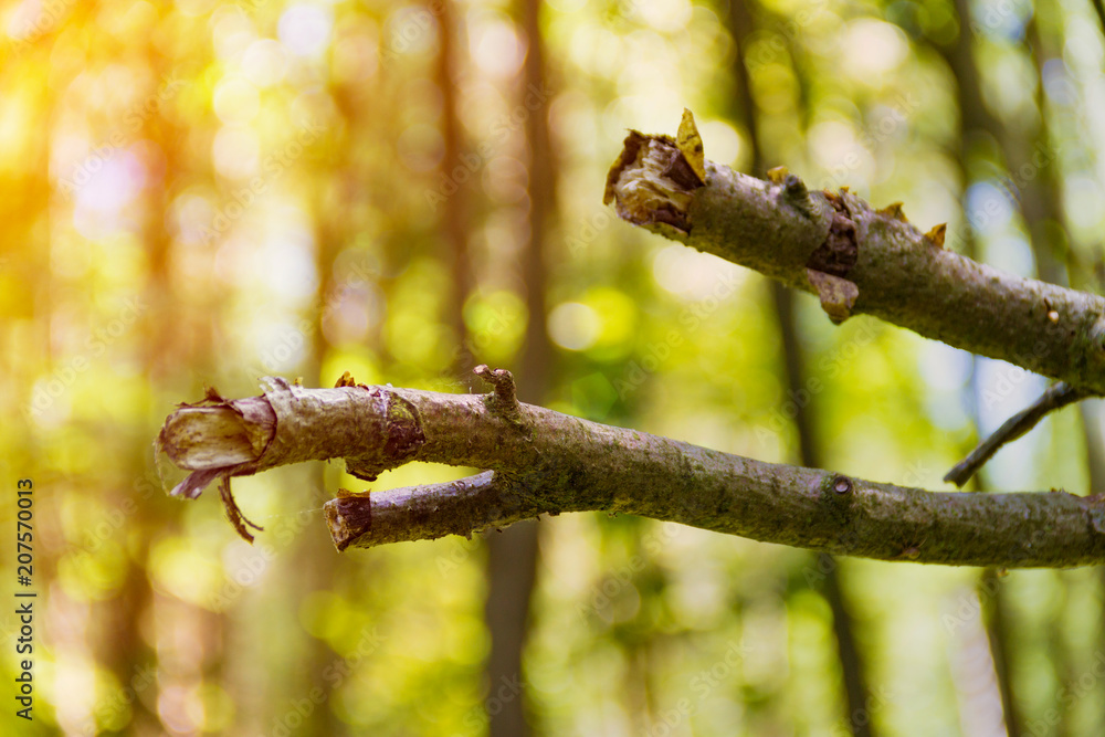 Old broken branch in the forest, natural background Old broken branch in the forest, natural background