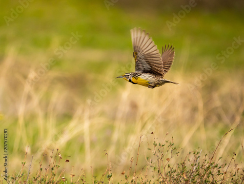 Western Meadowlark with Intentional Wingtip Blur