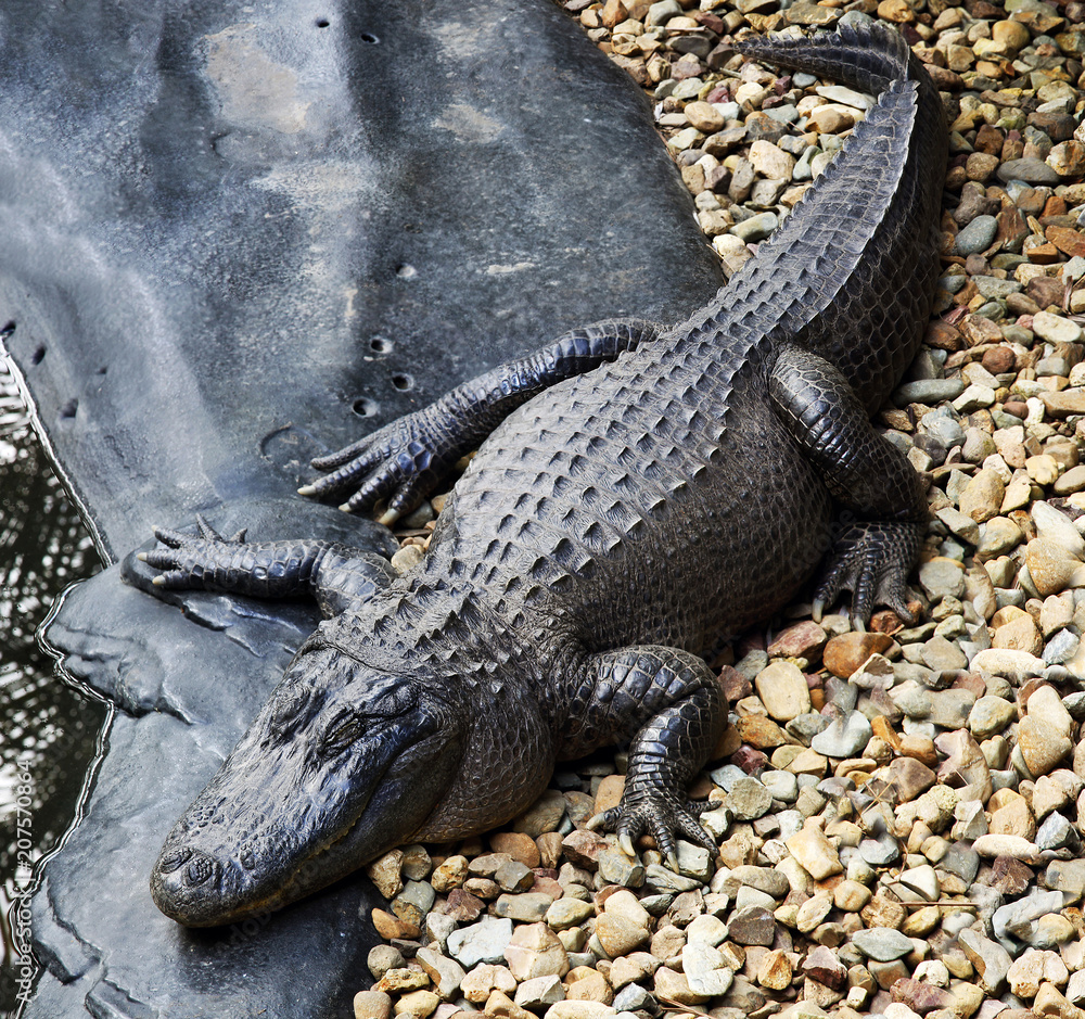 Obraz premium American Alligator