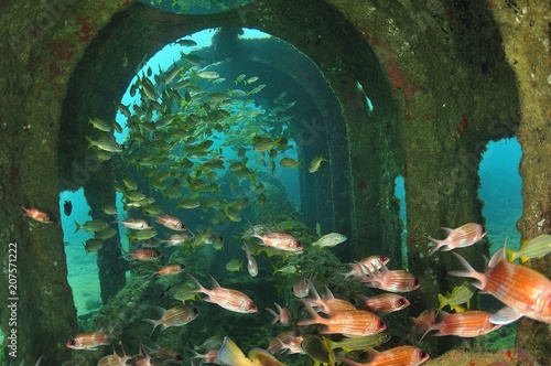 Fish in a Shipwreck photo