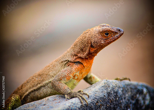 A Lava Lizard (Microlophus delanonis) sits on a rock on Isla Española in the Galapagos Islands.