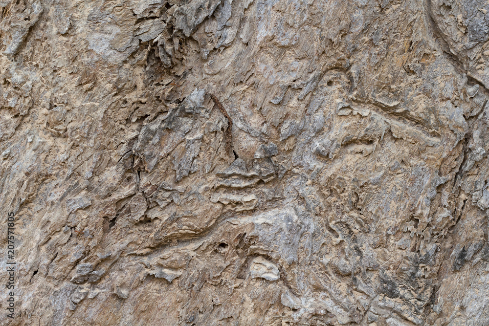 Obraz premium Weathered tree bark texture photo. wooden bark background. Tropical forest tree with natural ornament.