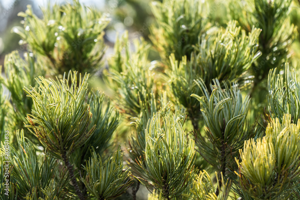 llight green evergreen in springtime in a soft light llight green evergreen in springtime in a soft light