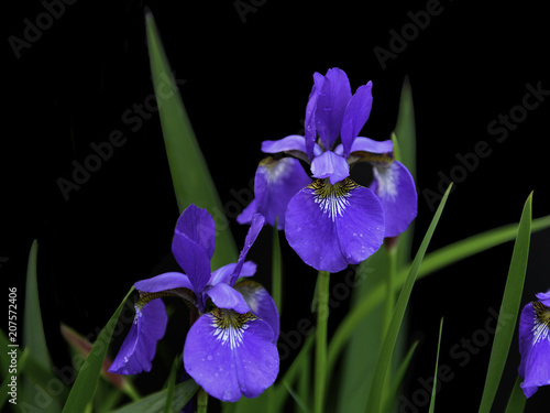 Fototapeta Naklejka Na Ścianę i Meble -  Blue iris flowers isolate on black background close-up