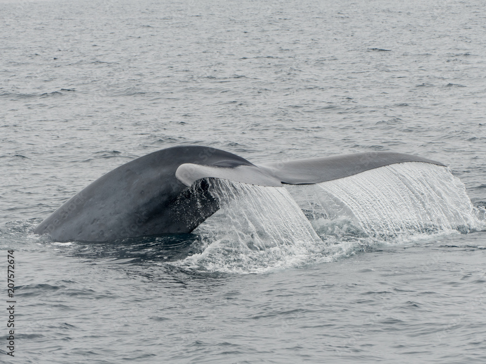 blue whale fluking blue whale fluking