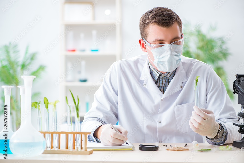 Male biochemist working in the lab on plants Male biochemist working in the lab on plants