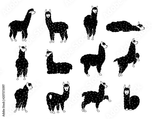 Vector set of llama, plant, flower